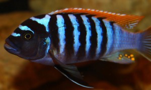 mbuna-zebra-metriaclima-pyrsonotos_1517415165.jpg